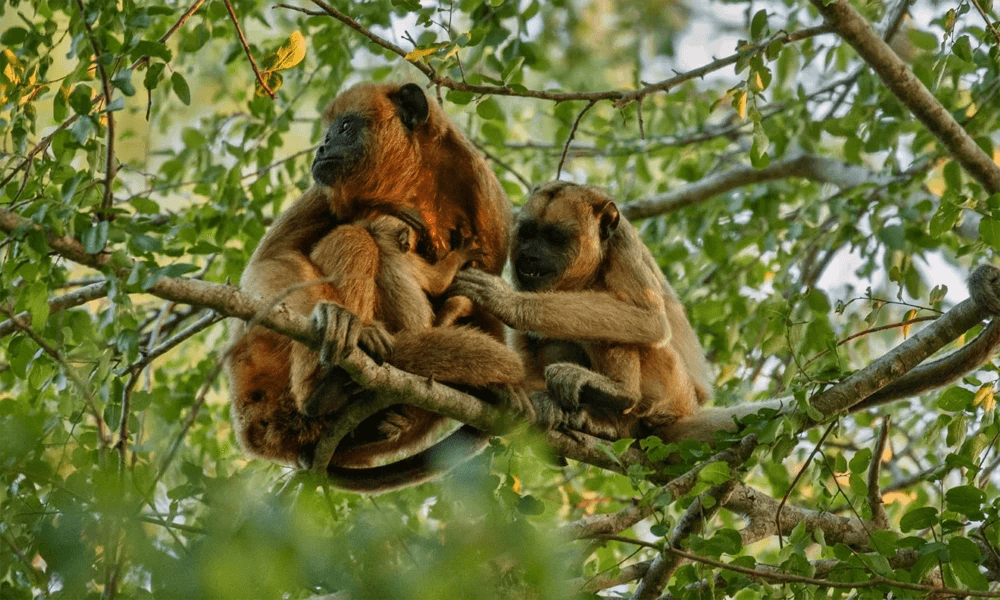 Butterflies and Monkeys · action
